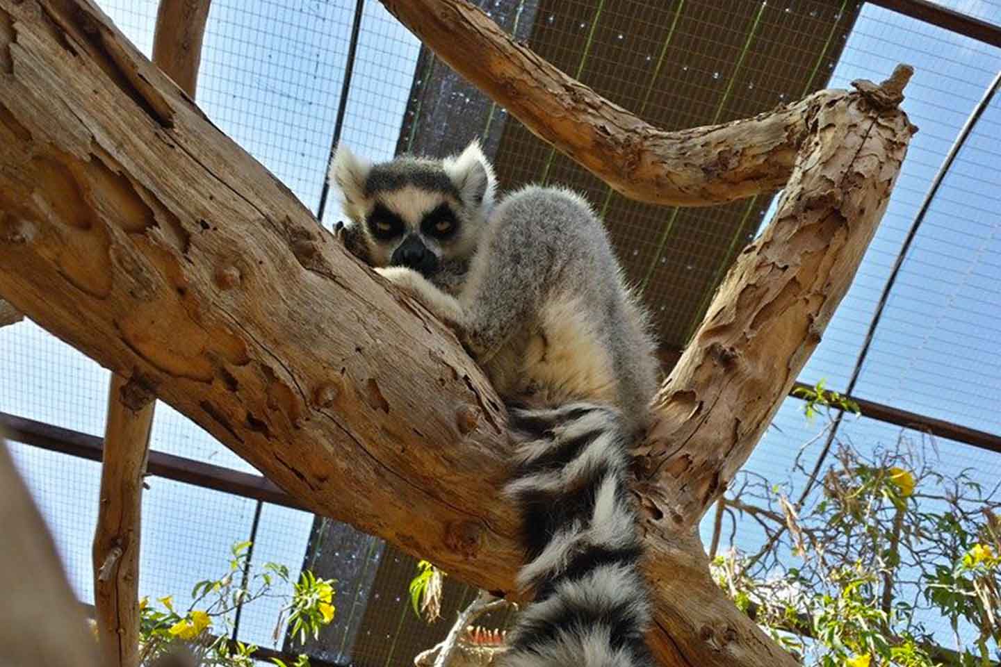 Lemuri del Monkey Park (Costa Adeje), Tenerife