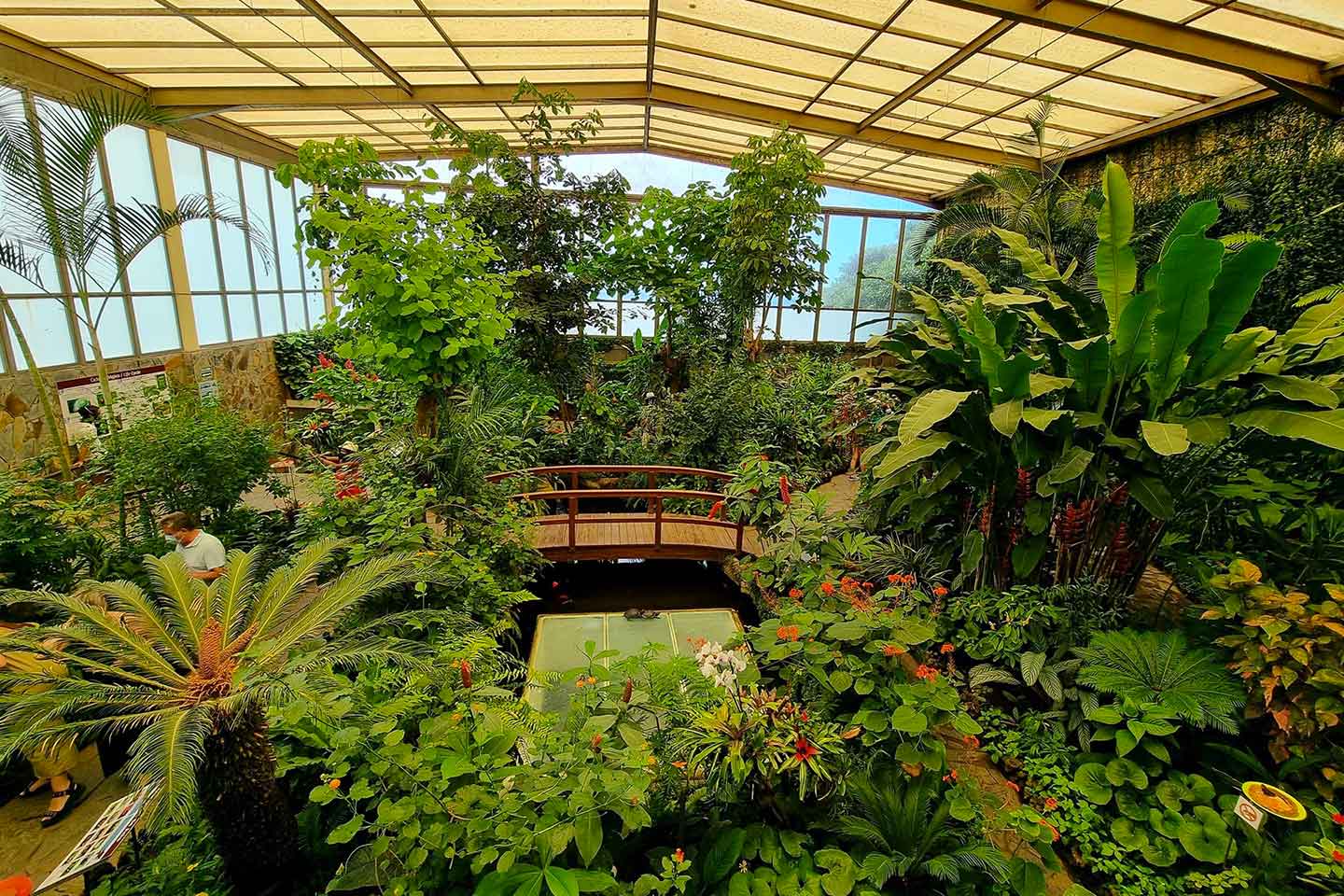 Mariposario del Drago (Icod de los Vinos), Tenerife