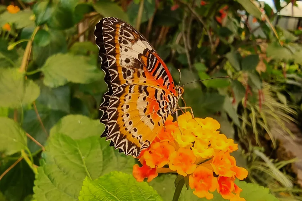 Mariposario del Drago Tenerife