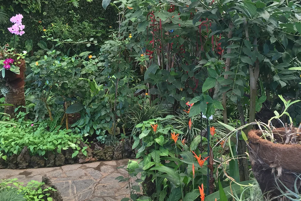 Mariposario del Drago Tenerife